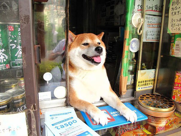 น้องหมาพันธุ์ชิบะ ที่มีหน้าที่ต้อนรับลูกค้า ในร้านขายบุหรี่ในเมืองโตเกียว ประเทศญี่ปุ่น