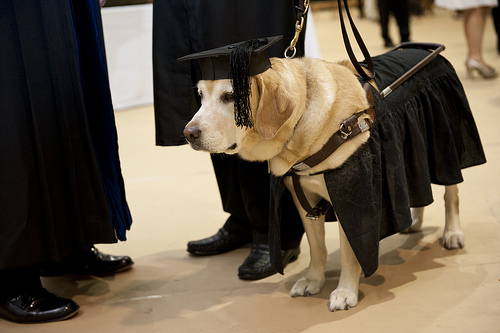 สุนัขพันธุ์ลาบราดอร์ รับปริญญาโท จาก มหาวิทยาลัยที่ อเมริกา